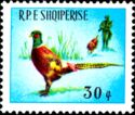 Ring-necked Pheasant (Phasianus colchicus)